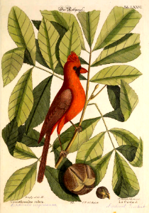 The red bird, the hiccory tree, and the pignut (1731).. Free illustration for personal and commercial use.