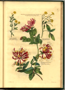Jasmine and Dutch honeysuckle (c1730). Free illustration for personal and commercial use.