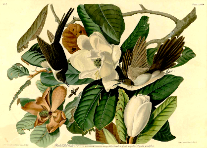 Black-billed Cuckoos in Southern Magnolia