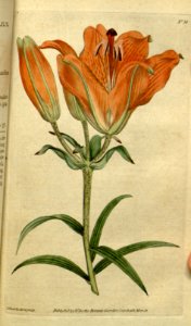 Orange lily. Lilium bulbiferum.