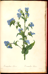 Dayflower, blue spiderwort by P.J. Redouté (1805-1816). Free illustration for personal and commercial use.