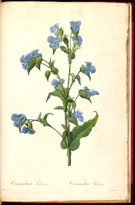 Dayflower, blue spiderwort by P.J. Redouté (1805-1816)