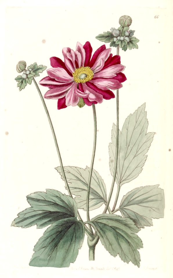 Anemone scabiosa [as Anemone japonica]