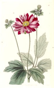 Anemone scabiosa [as Anemone japonica]