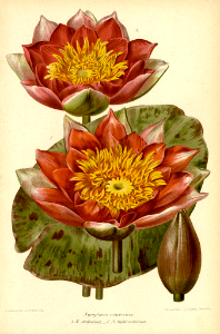 Hardy water lily (1896). Free illustration for personal and commercial use.