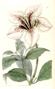 Rothmannia longiflora [as Gardenia devoniana].