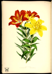 Thunberg Lily (1887-1880). Free illustration for personal and commercial use.