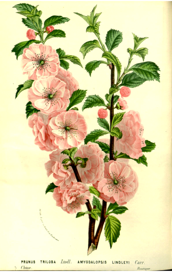 Fowering almond (1862-1865)