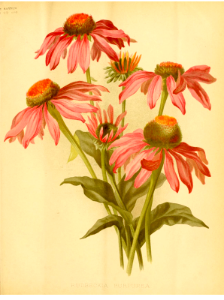 Purple coneflower (1893). Free illustration for personal and commercial use.