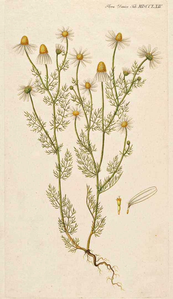 Chamomile (1761-1883)