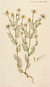 Chamomile (1761-1883)