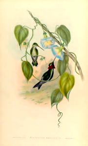 Stripe-breasted starthroat hummingbirds with morning glory vine (1861)