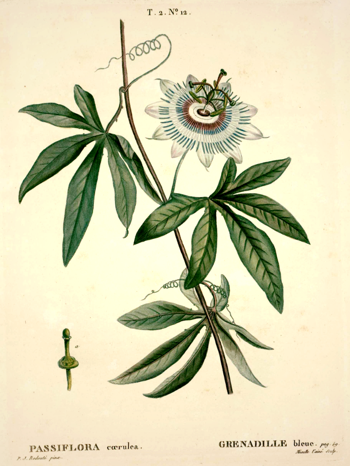 Blue Crown passion flower (1804) par P.J. Redouté