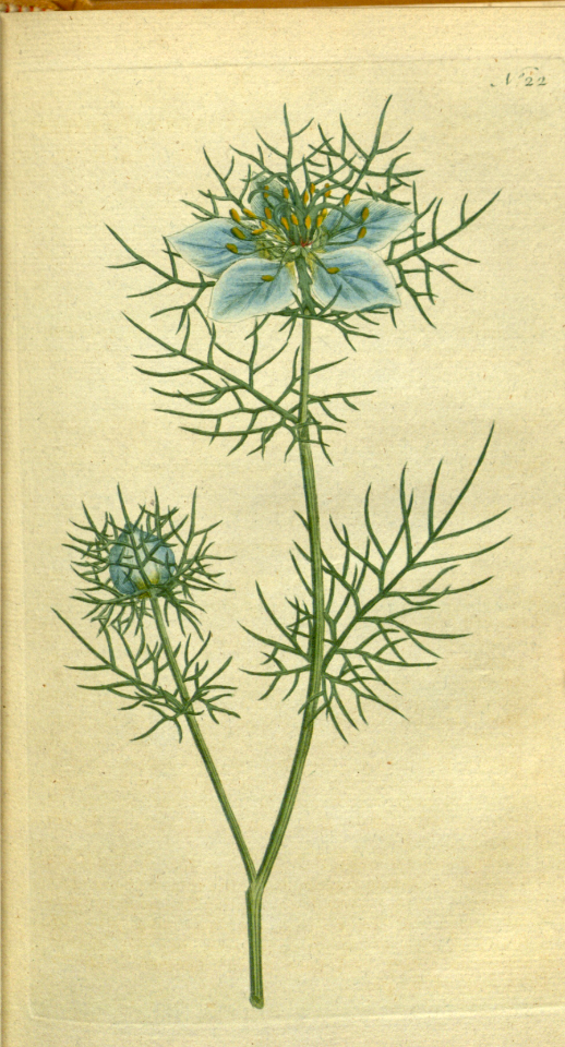 Love-in-a-mist (1787)
