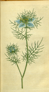 Love-in-a-mist (1787)