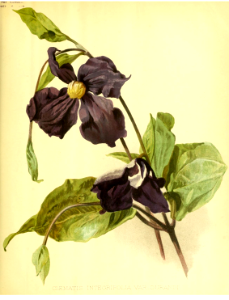 Solitary Clematis (1896). Free illustration for personal and commercial use.