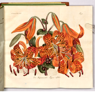 The Japanese tiger lily (1815). Free illustration for personal and commercial use.