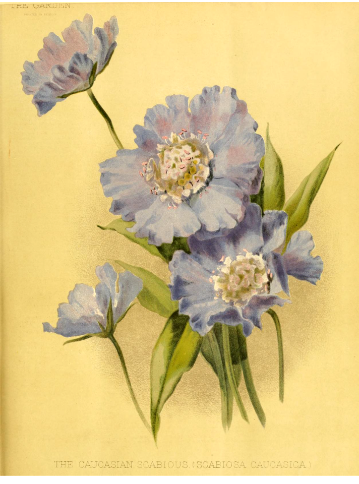 The Caucasian scabiosa (1889)