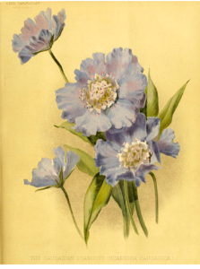 The Caucasian scabiosa (1889). Free illustration for personal and commercial use.