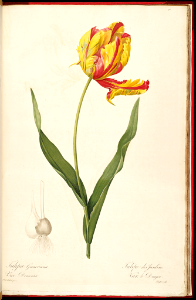 Garden Tulip, Didier's tulip. Watercolour by P.J. Redouté (1805-1816). Free illustration for personal and commercial use.
