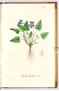 Sweet violet, Viola odorata [as Viola hirta] (1837). Free illustration for personal and commercial use.
