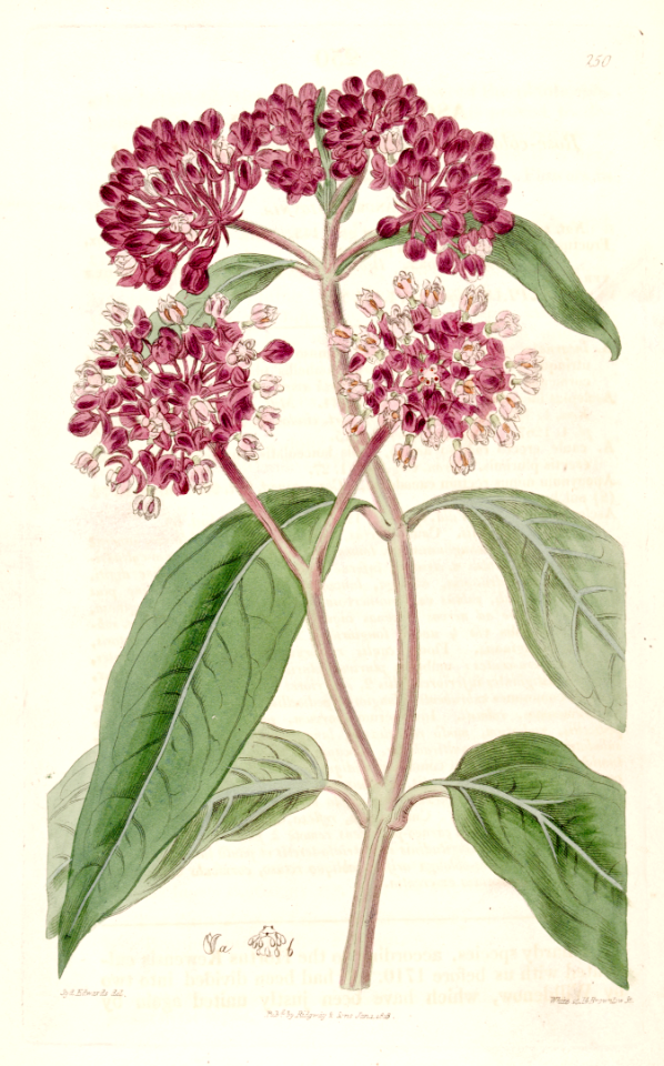 Swamp Milkweed (1817)