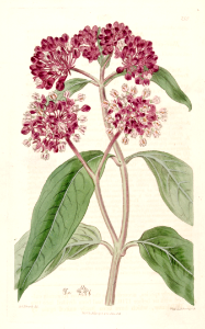 Swamp Milkweed (1817). Free illustration for personal and commercial use.