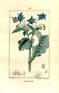 Borage, Bourrache (1829). Free illustration for personal and commercial use.