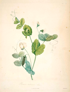 Pea, Garden Pea (1805)