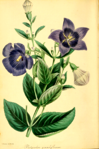 Balloon flower (1840)