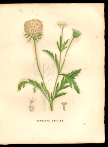 Starflower (1828)