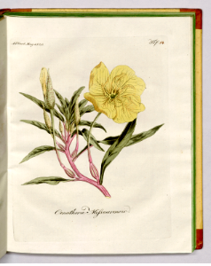 Missouri evening primrose (1820). Free illustration for personal and commercial use.