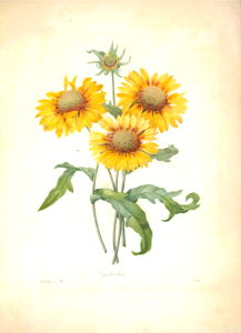 Gaillardia (1833)