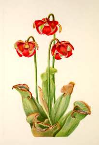 Northern pitcher plant (1925). Free illustration for personal and commercial use.