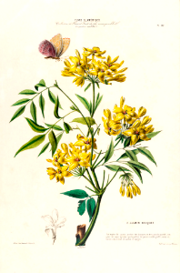 Italian jasmine shrub (1843-1846). Free illustration for personal and commercial use.