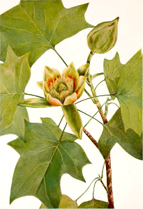Tulip tree (1925). Free illustration for personal and commercial use.