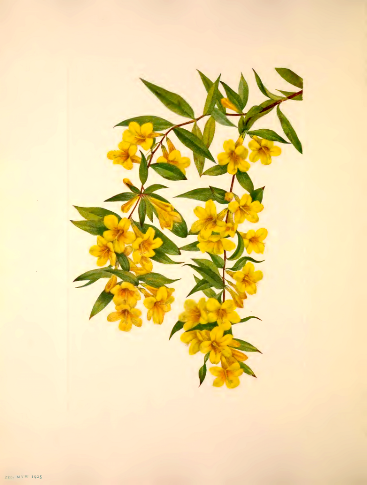Carolina jasmine (1925)