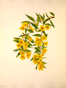 Carolina jasmine (1925). Free illustration for personal and commercial use.