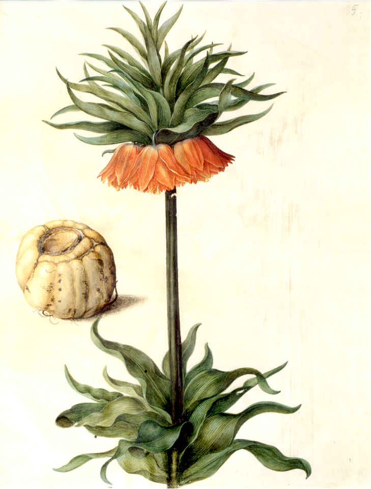 Crown imperial. Fritillaria imperialis (1649-1659) | Creazilla