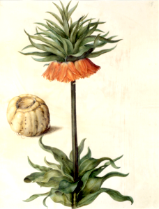 Crown imperial. Fritillaria imperialis (1649-1659). Free illustration for personal and commercial use.