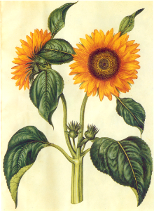 Sunflower (1649-1659). Free illustration for personal and commercial use.