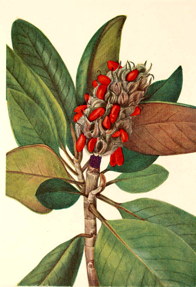 Southern magnolia, bull bay, loblolly magnolia (1925). Free illustration for personal and commercial use.
