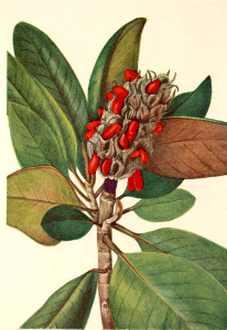 Southern magnolia, bull bay, loblolly magnolia (1925). Free illustration for personal and commercial use.