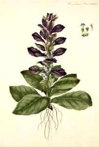 Pyramidal bugle (1761-1883). Free illustration for personal and commercial use.