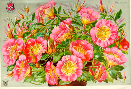 Pink evening primrose, Mexican primrose (1892). Free illustration for personal and commercial use.