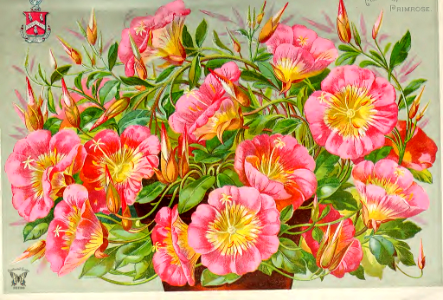 Pink evening primrose, Mexican primrose (1892)