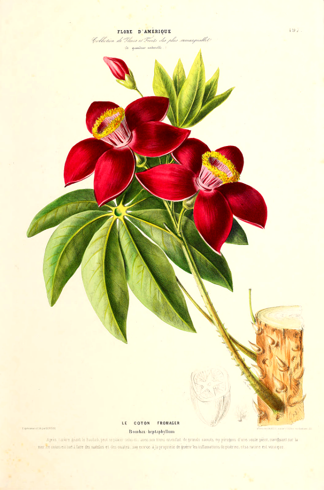Barrigon Kapoktree, Ceibo barrigón (1843-1846)
