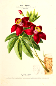 Barrigon Kapoktree, Ceibo barrigón (1843-1846). Free illustration for personal and commercial use.