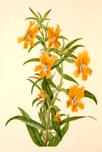 Southern bush monkeyflower (1925). Free illustration for personal and commercial use.