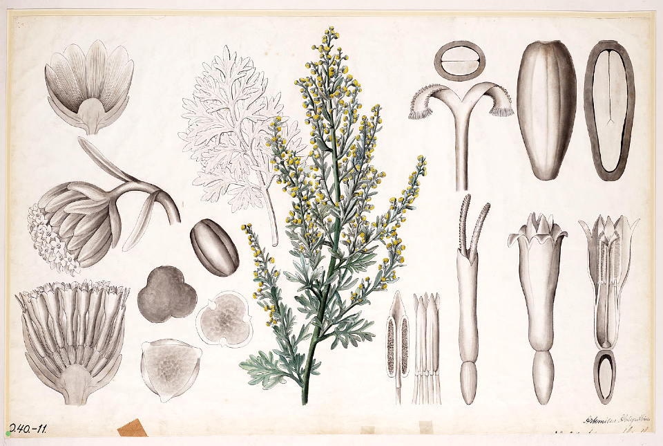 Wormwood